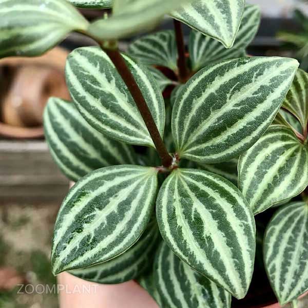 پپرومیا پوتولاتا - Peperomia puteolata