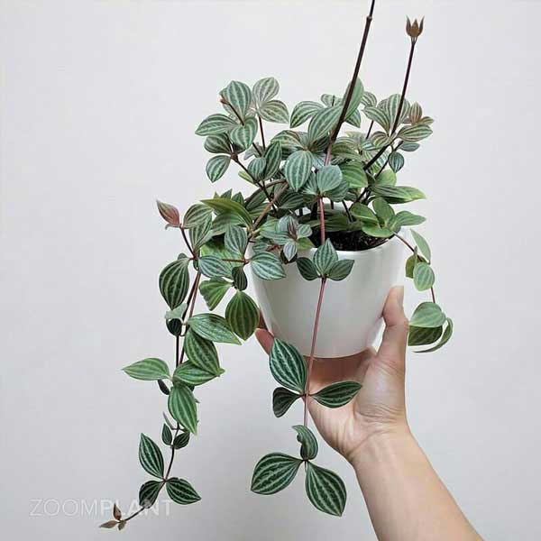پپرومیا پوتولاتا - Peperomia puteolata