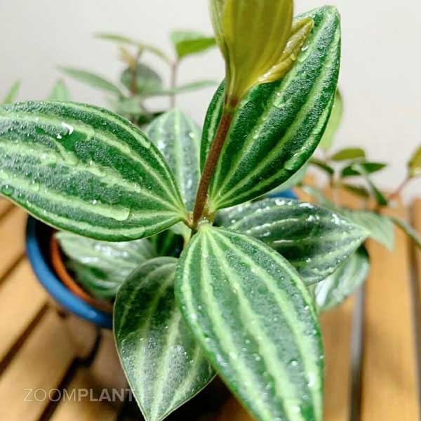 پپرومیا پوتولاتا - Peperomia puteolata