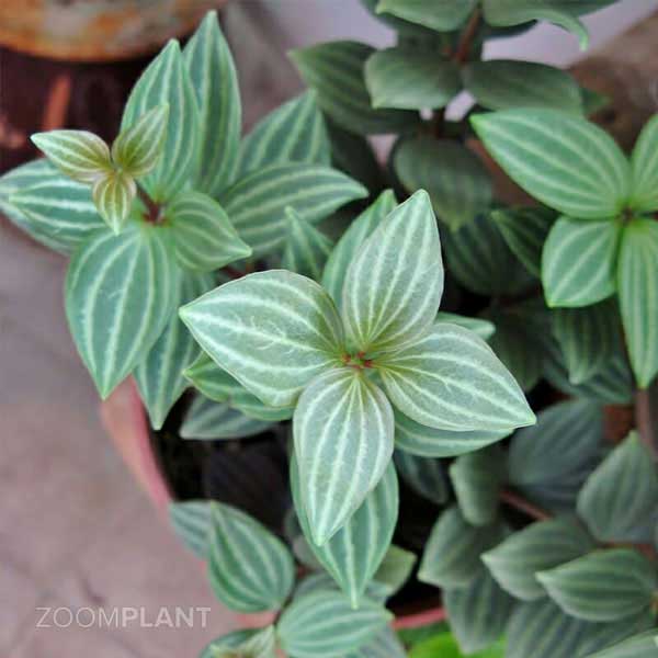پپرومیا پوتولاتا - Peperomia puteolata