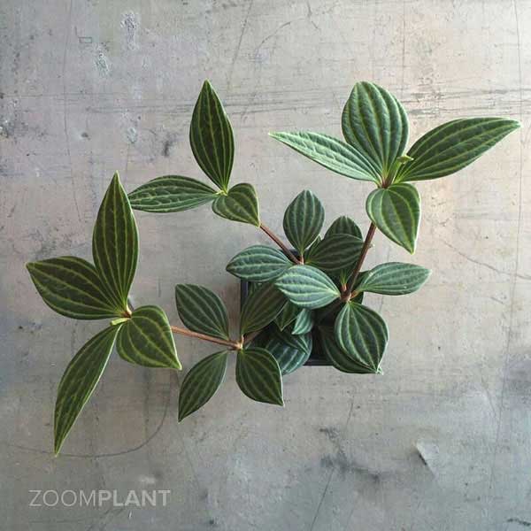 پپرومیا پوتولاتا - Peperomia puteolata