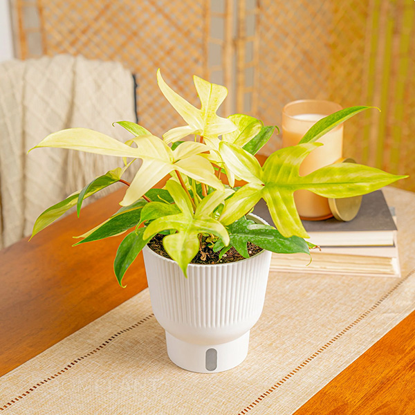 فیلودندرون فلوریدا گوست - Philodendron Florida Ghost