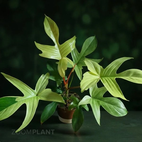 فیلودندرون فلوریدا گوست - Philodendron Florida Ghost