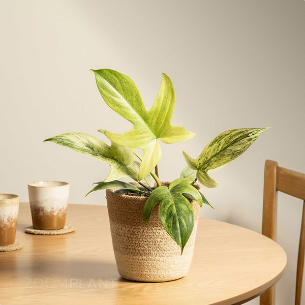فیلودندرون فلوریدا گوست - Philodendron Florida Ghost