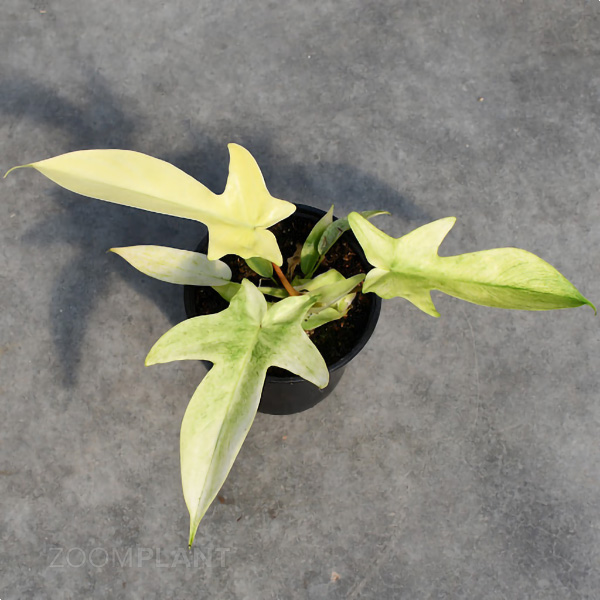 فیلودندرون فلوریدا گوست - Philodendron Florida Ghost
