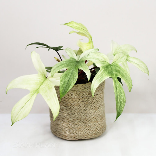 فیلودندرون فلوریدا گوست - Philodendron Florida Ghost