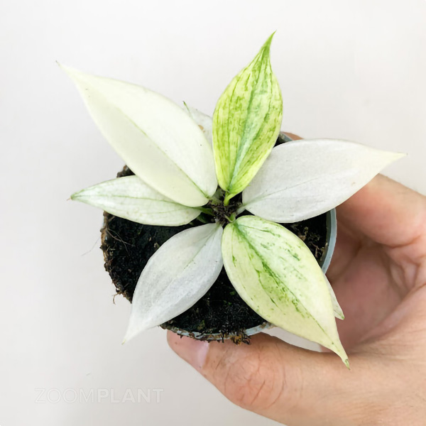 فیلودندرون فلوریدا گوست - Philodendron Florida Ghost