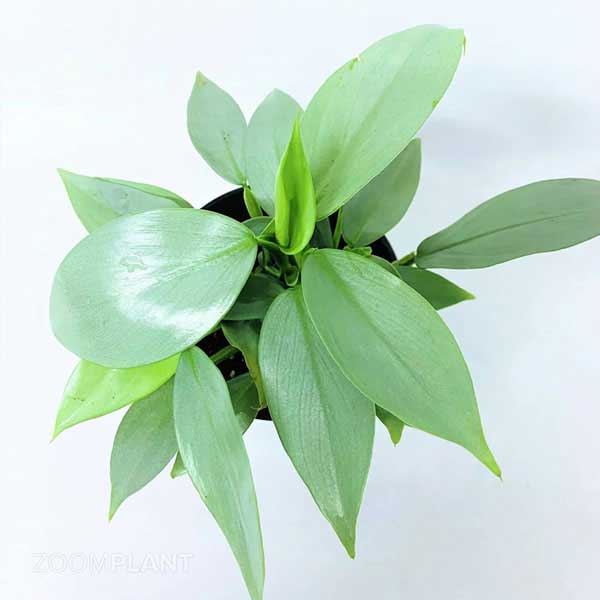 فیلودندرون سیلور سوورد - Philodendron Silver Sword