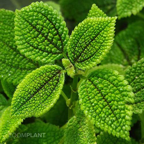 پیله آ مالیس - Pilea mollis
