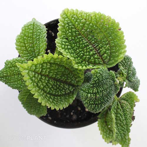 پیله آ مالیس - Pilea mollis