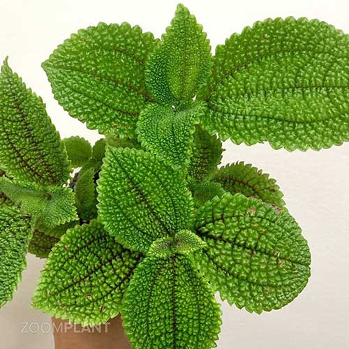 پیله آ مالیس - Pilea mollis