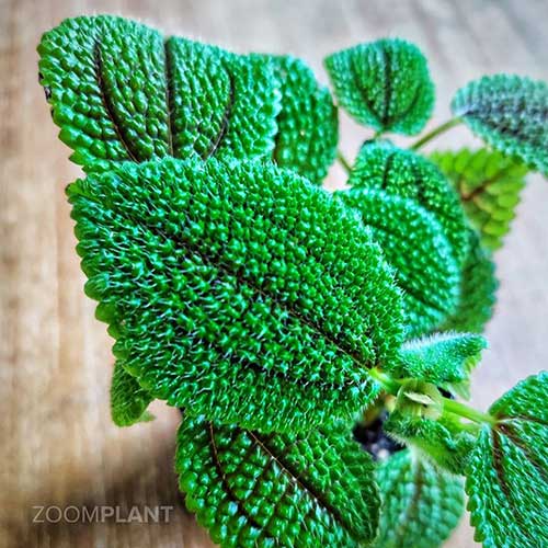 پیله آ مالیس - Pilea mollis