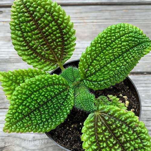 پیله آ مالیس - Pilea mollis