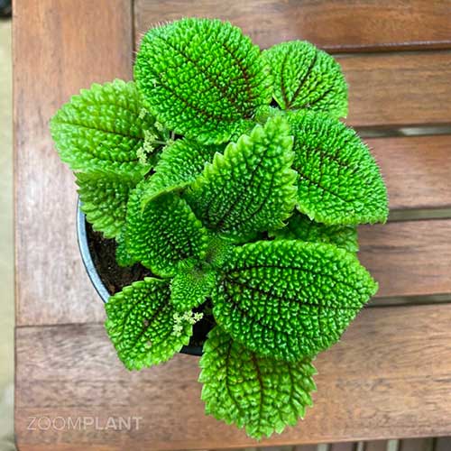 پیله آ مالیس - Pilea mollis