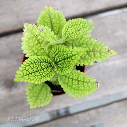 پیله آ مالیس - Pilea mollis