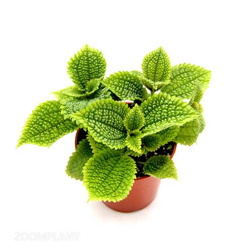 پیله آ مالیس - Pilea mollis
