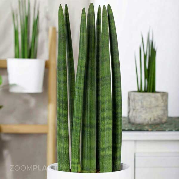 سانسوریا سیلیندریکا - Sansevieria Cylindrica