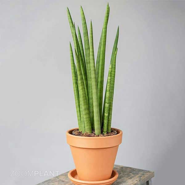 سانسوریا سیلیندریکا - Sansevieria Cylindrica