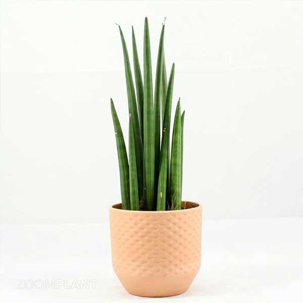 سانسوریا سیلیندریکا - Sansevieria Cylindrica
