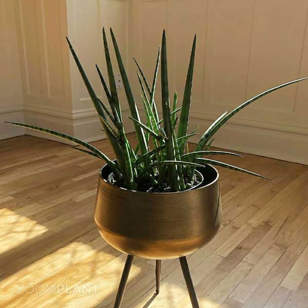 سانسوریا سیلیندریکا - Sansevieria Cylindrica