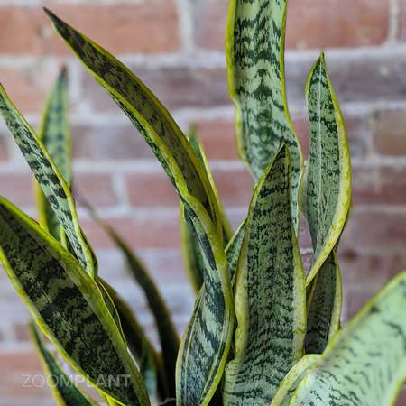سانسوریا لورنتی - Sansevieria laurentii