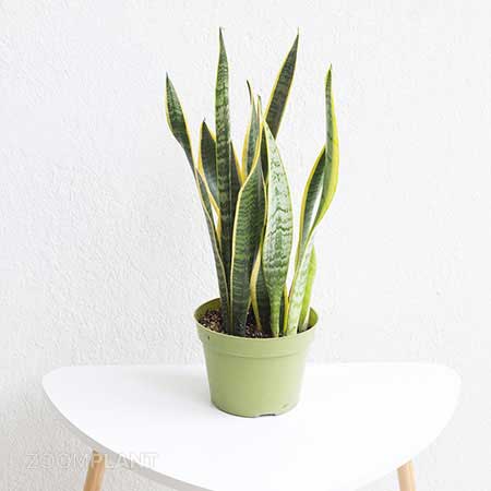 سانسوریا لورنتی - Sansevieria laurentii