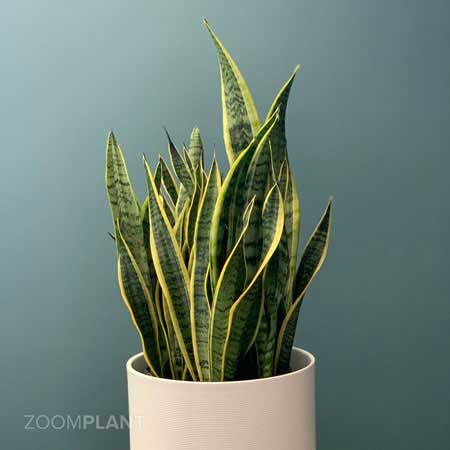 سانسوریا لورنتی - Sansevieria laurentii