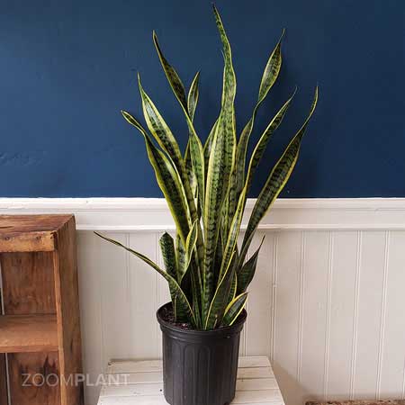 سانسوریا لورنتی - Sansevieria laurentii