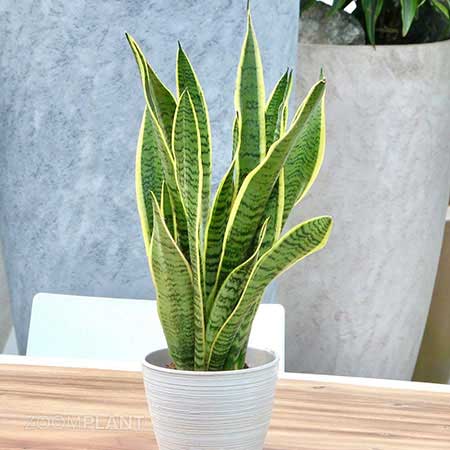 سانسوریا لورنتی - Sansevieria laurentii