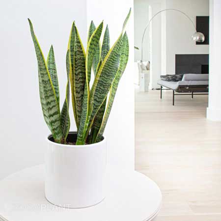 سانسوریا لورنتی - Sansevieria laurentii