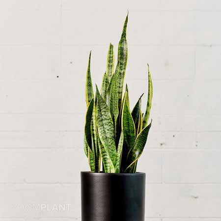 سانسوریا لورنتی - Sansevieria laurentii