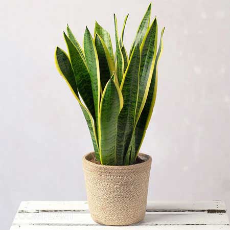 سانسوریا لورنتی - Sansevieria laurentii