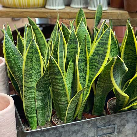 سانسوریا لورنتی - Sansevieria laurentii
