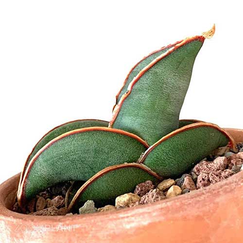 سانسوریا سامورایی - Sansevieria samurai dwarf