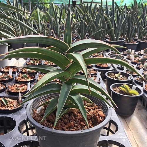 سانسوریا سامورایی - Sansevieria samurai dwarf