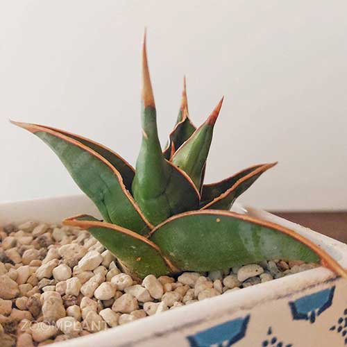 سانسوریا سامورایی - Sansevieria samurai dwarf