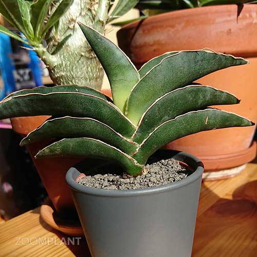 سانسوریا سامورایی - Sansevieria samurai dwarf