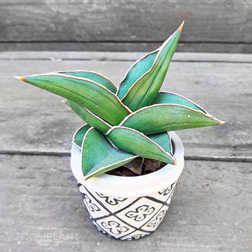 سانسوریا سامورایی - Sansevieria samurai dwarf