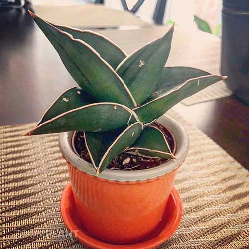 سانسوریا سامورایی - Sansevieria samurai dwarf