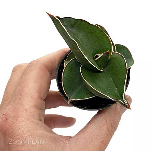 سانسوریا سامورایی - Sansevieria samurai dwarf