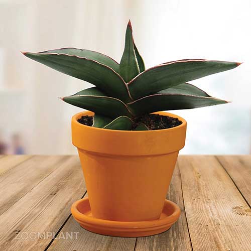 سانسوریا سامورایی - Sansevieria samurai dwarf