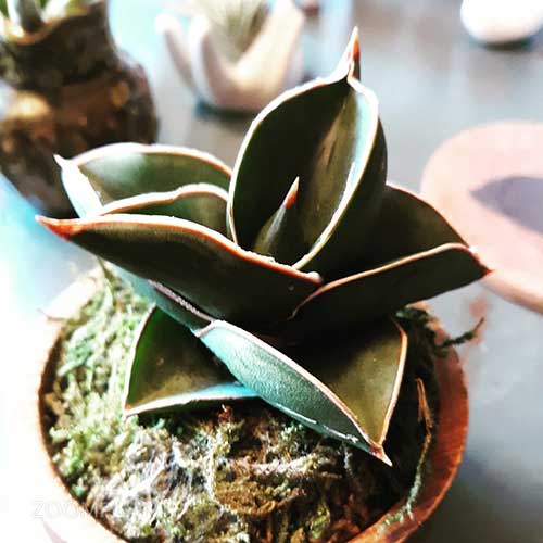 سانسوریا سامورایی - Sansevieria samurai dwarf