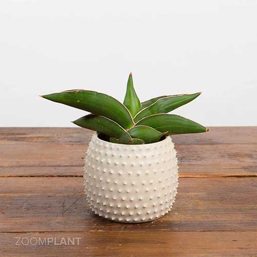 سانسوریا سامورایی - Sansevieria samurai dwarf