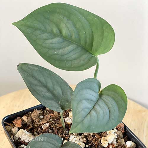 سینداپسس لوسنس - scindapsus lucens