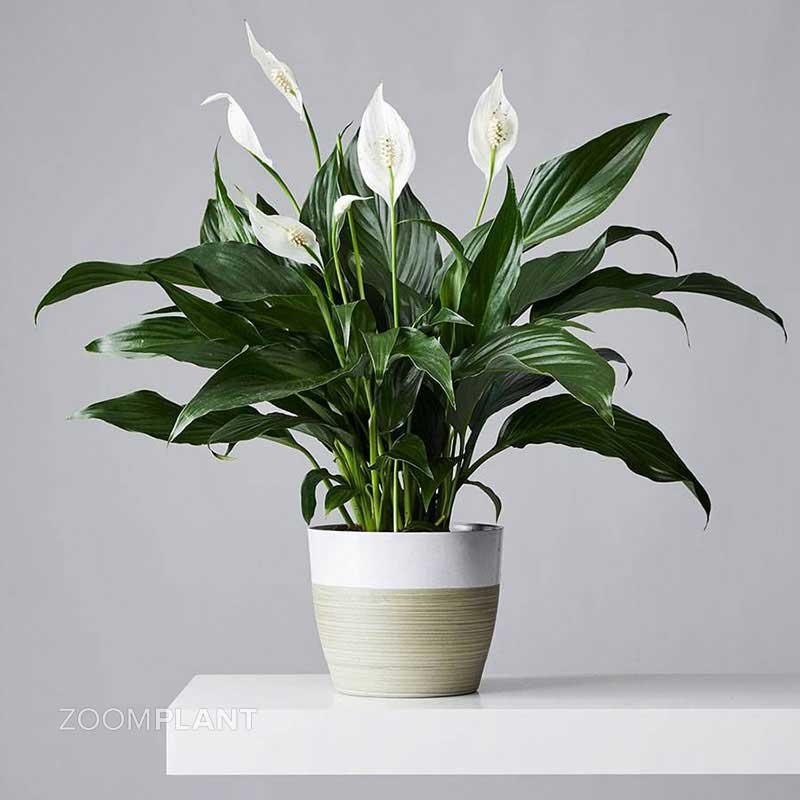 اسپاتی فیلوم لیتل انجل - spathiphyllum little angel