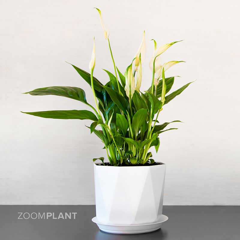 اسپاتی فیلوم لیتل انجل - spathiphyllum little angel