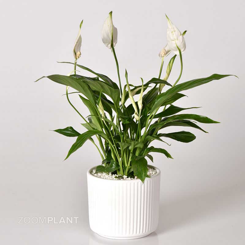 اسپاتی فیلوم لیتل انجل - spathiphyllum little angel