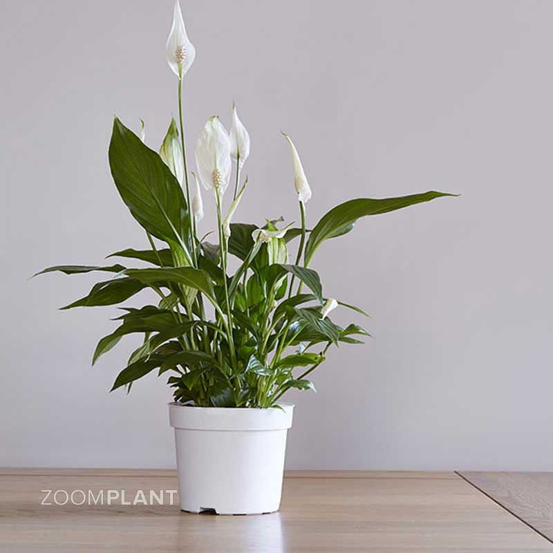 اسپاتی فیلوم لیتل انجل - spathiphyllum little angel