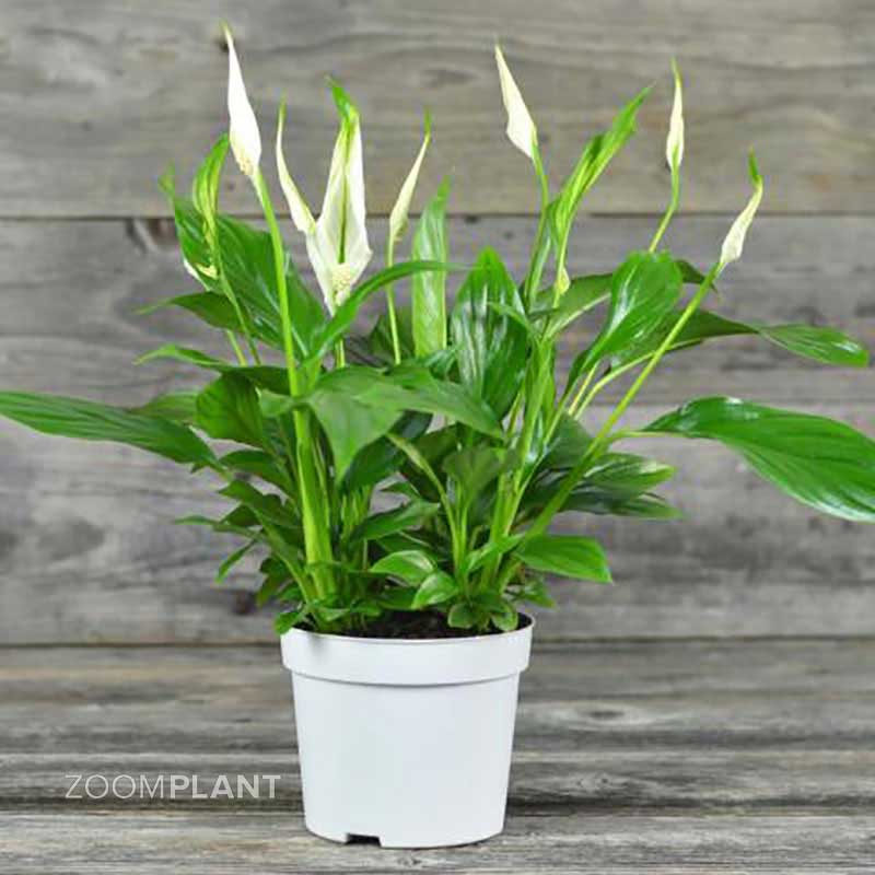 اسپاتی فیلوم لیتل انجل - spathiphyllum little angel
