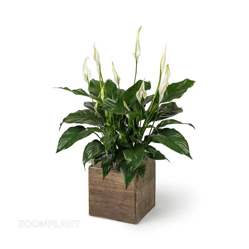 اسپاتی فیلوم لیتل انجل - spathiphyllum little angel